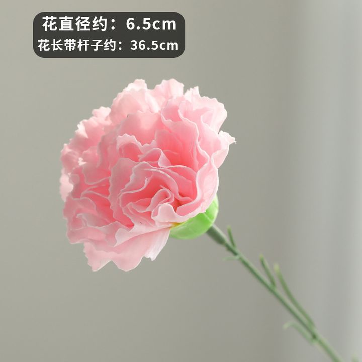carnation
