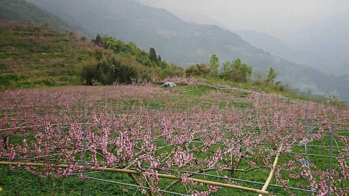 尖石水蜜桃種植