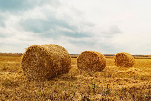 High quality Haystack for cattle