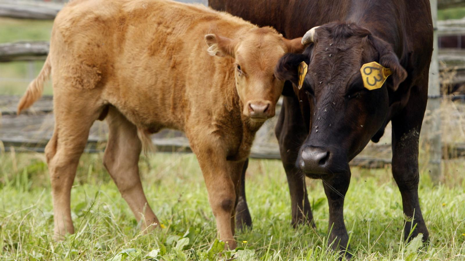 Wagyu Cattle Farm