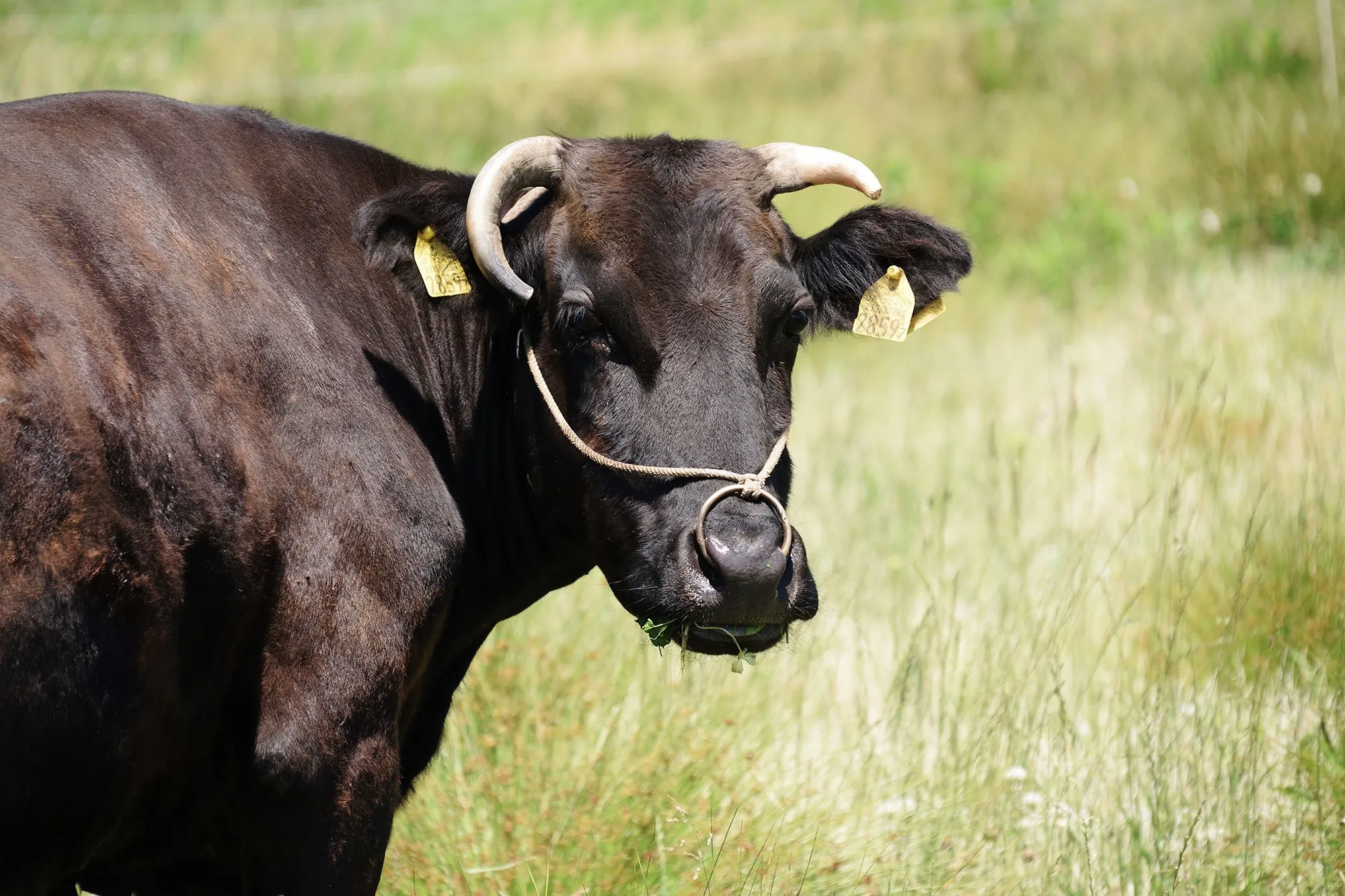 How Kobe Beef Are Raised