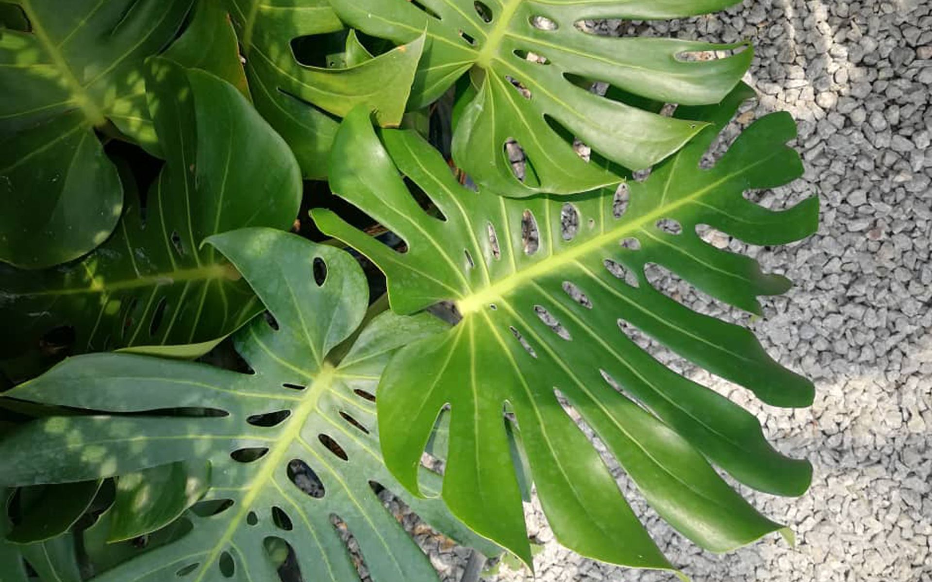 Lushflora.my | RELAXING