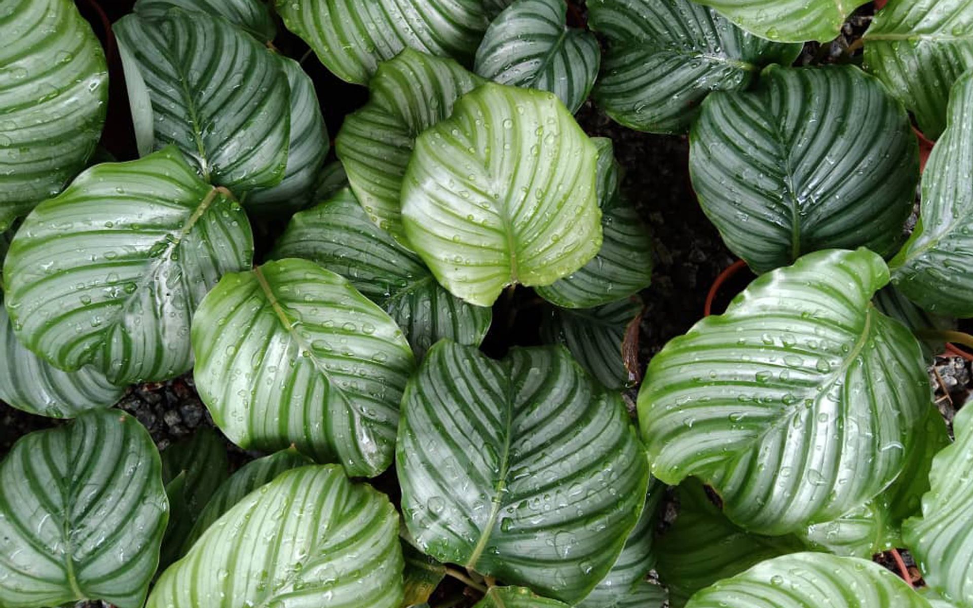 Lushflora.my | NATURE