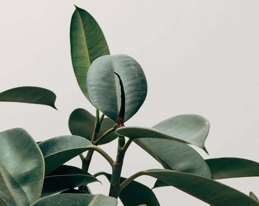 Lushflora.my | Featured Collections - LIVE PLANT