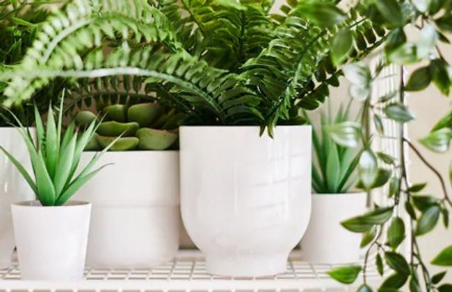 Lushflora.my | Featured Collections - PLANT POT