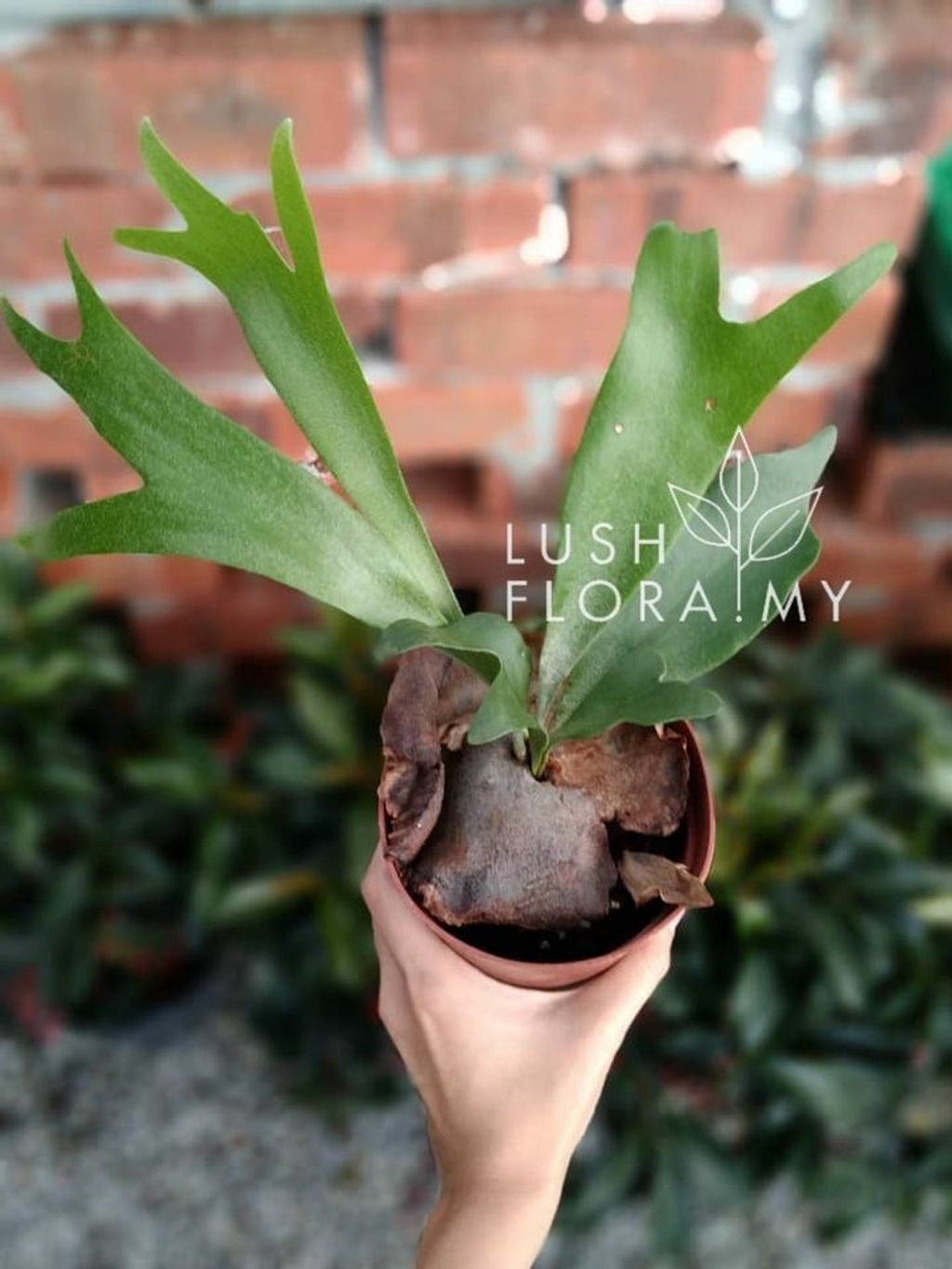 IP Staghorn Fern.jpg