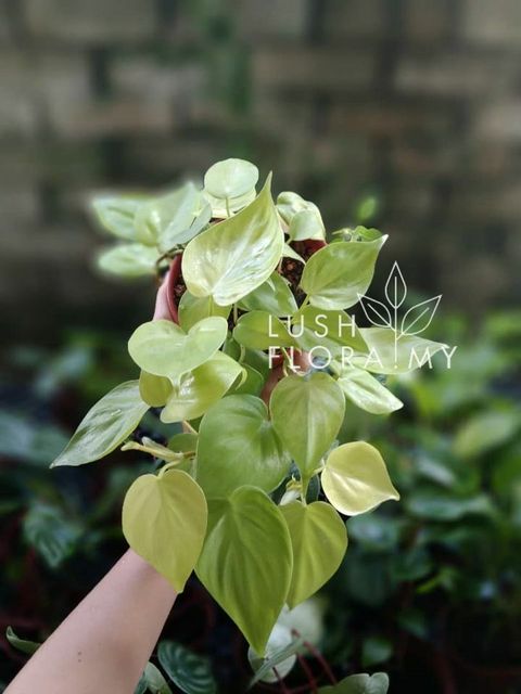IP Philodendron Scanden Yellow.jpg