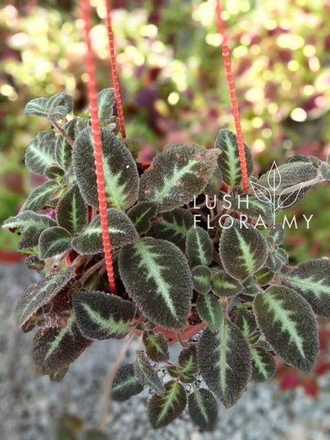 ip episcia.jpg