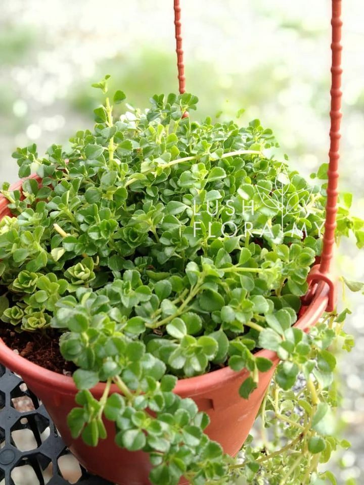 ip pilea baby tear.jpg