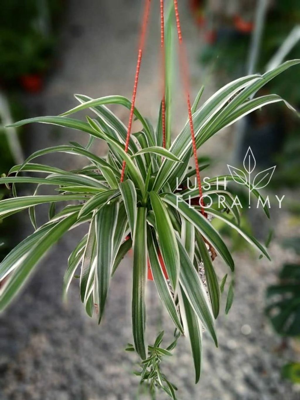 ip chlorophytum spider plant.jpg