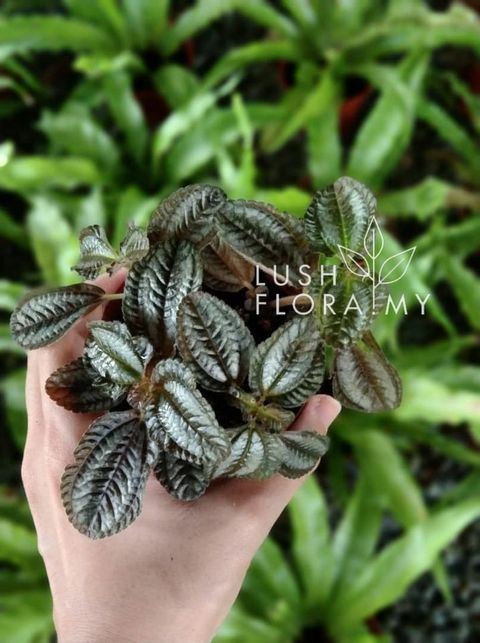 ip pilea black.jpg