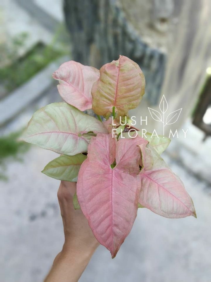 ip syngonium pink.jpg