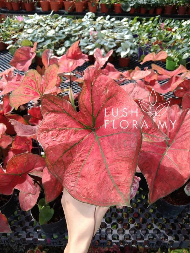 ip caladium festiva.jpg