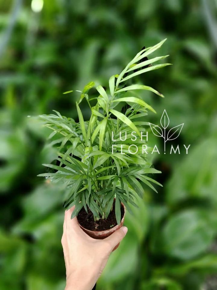 IP Mini Bamboo Palm.jpg