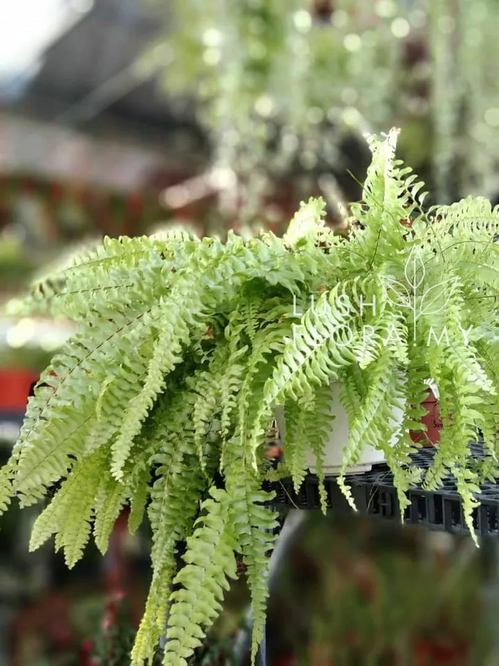 IP Boston Fern.jpg