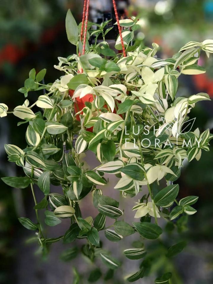 IP Tradescantia Ice Grass.jpg