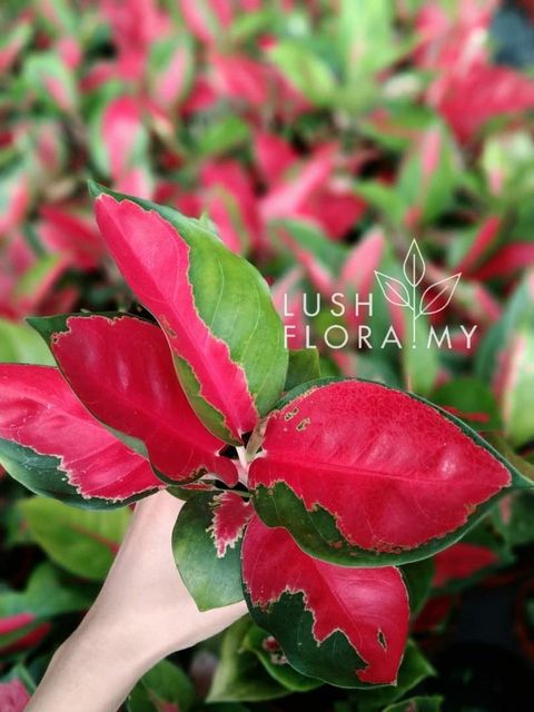 IP Aglaonema Eastern Red.jpg