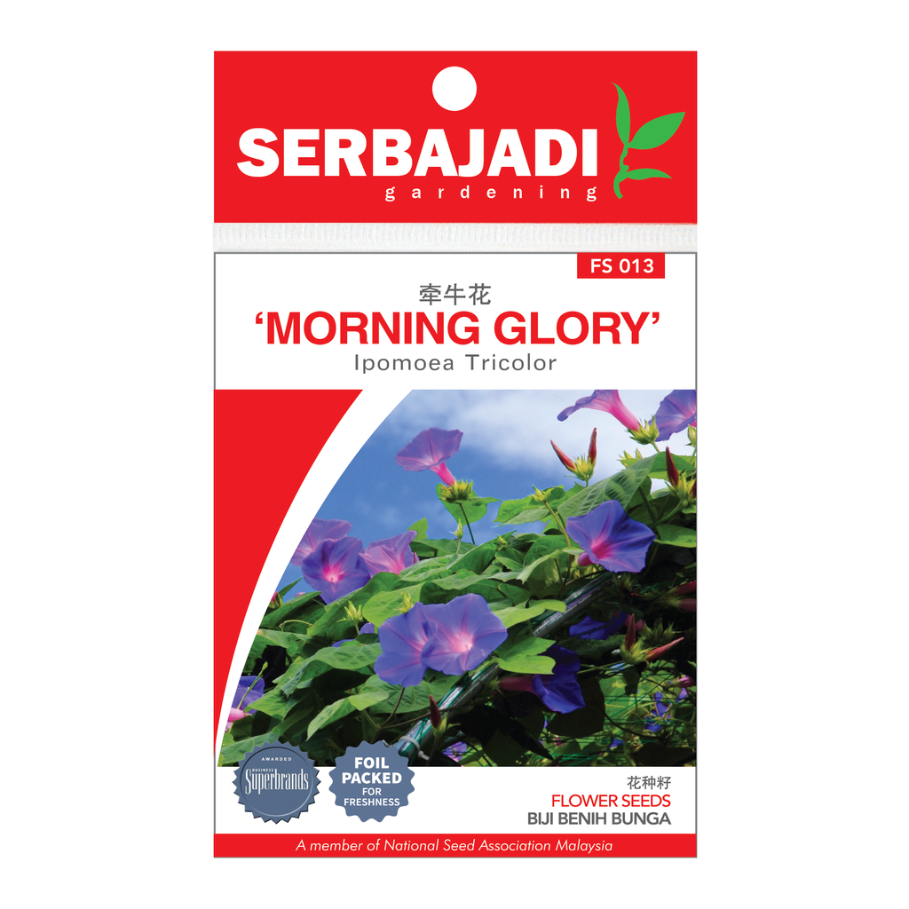 MORNING GLORY FS013.png