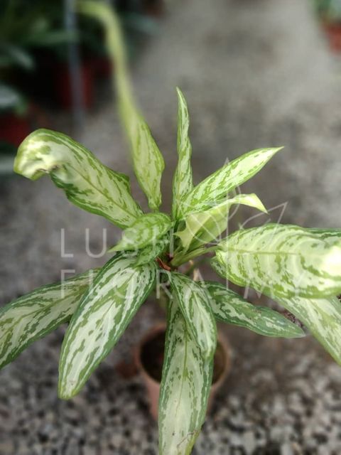 AGLAONEMA MALAY BEAUTY.jpeg