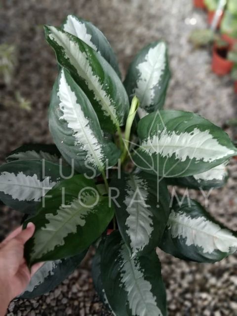 AGLAONEMA PATTAYA BEAUTY 2.jpeg