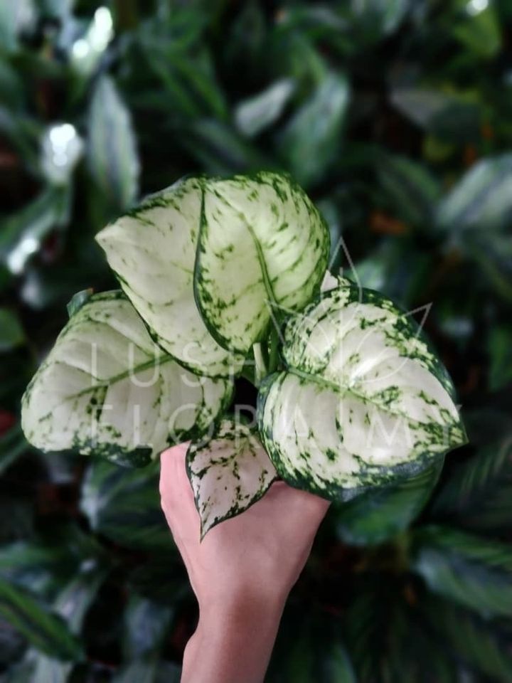AGLAONEMA SUPER WHITE.jpeg