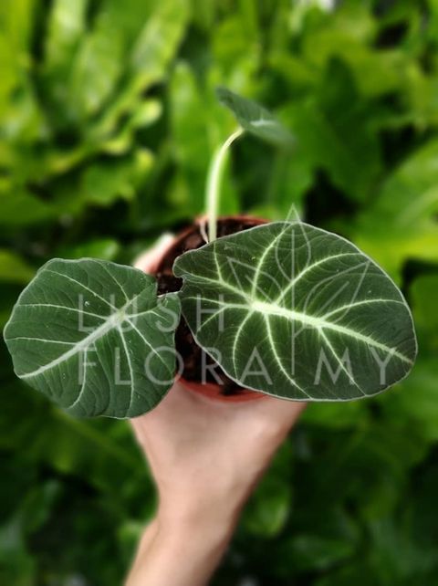 ALOCASIA BLACK VELVET.jpeg