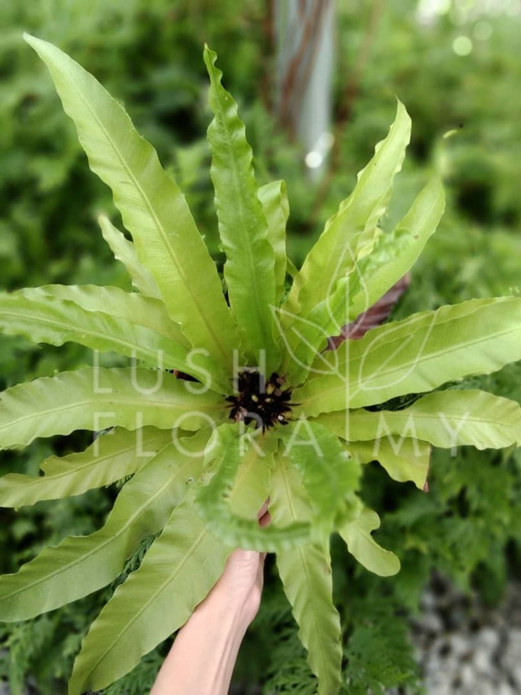 ASPLENIUM OSAKA.jpeg