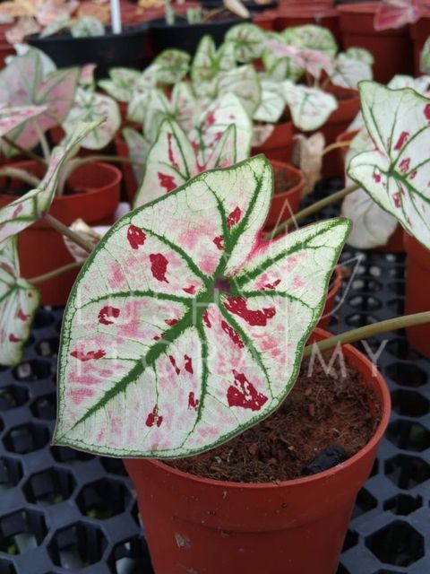 CALADIUM STRAWBERRY STAR.jpeg