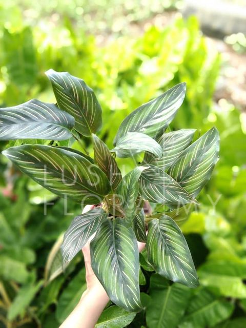 CALATHEA BEAUTY STAR.jpeg