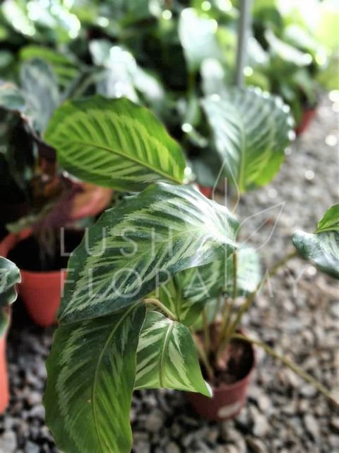 CALATHEA BICAJOUX.jpeg