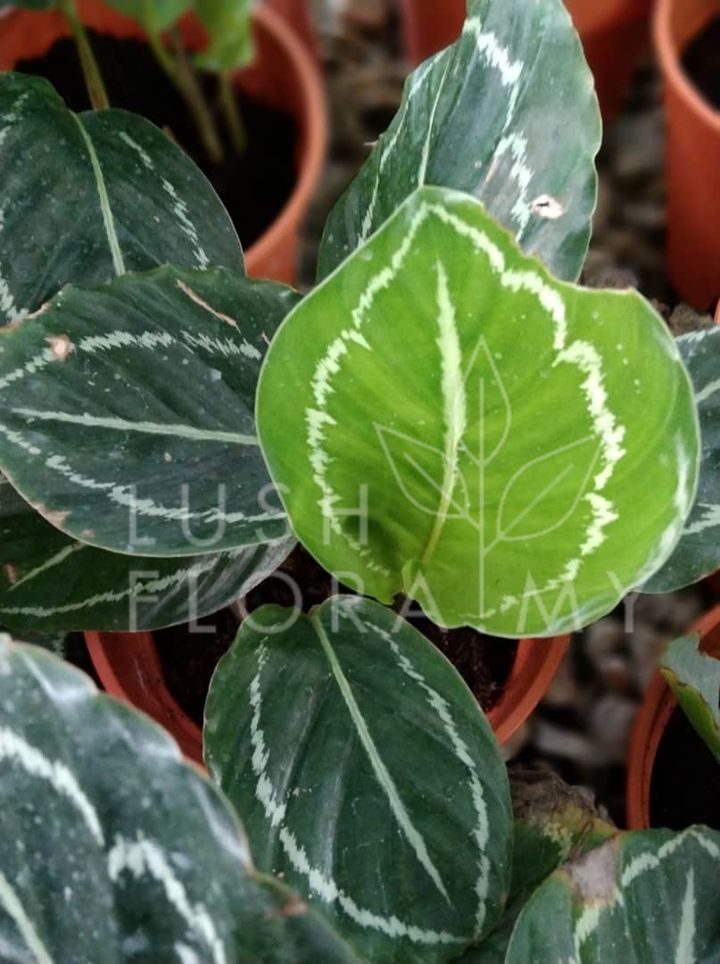CALATHEA GREEN BEAUTY.jpeg