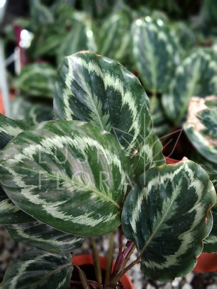 CALATHEA ILLUSTRIS.jpeg