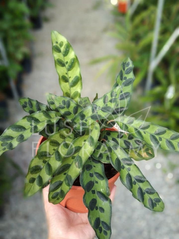 CALATHEA LANCIFOLIA.jpeg