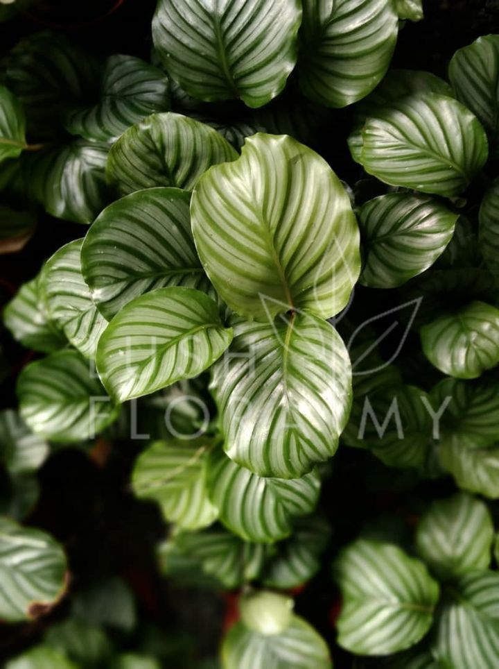 CALATHEA ORBIFOLIA.jpeg