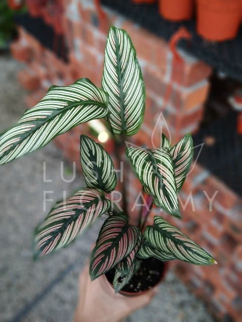 CALATHEA WHITE STAR.jpeg