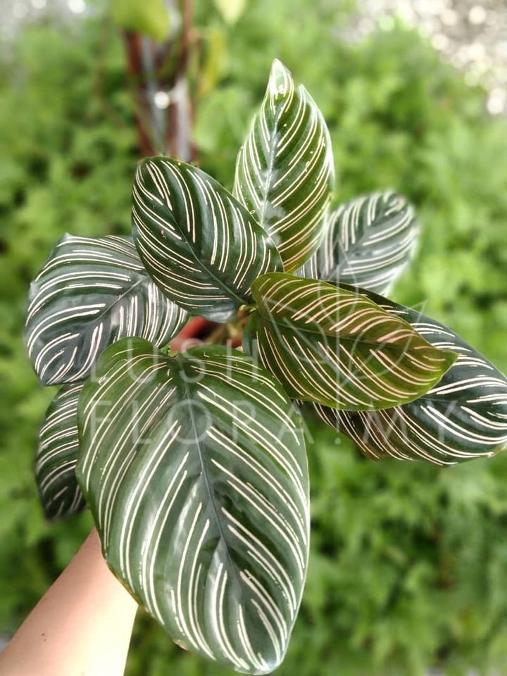 CALATHEA SANDERIANA.jpeg