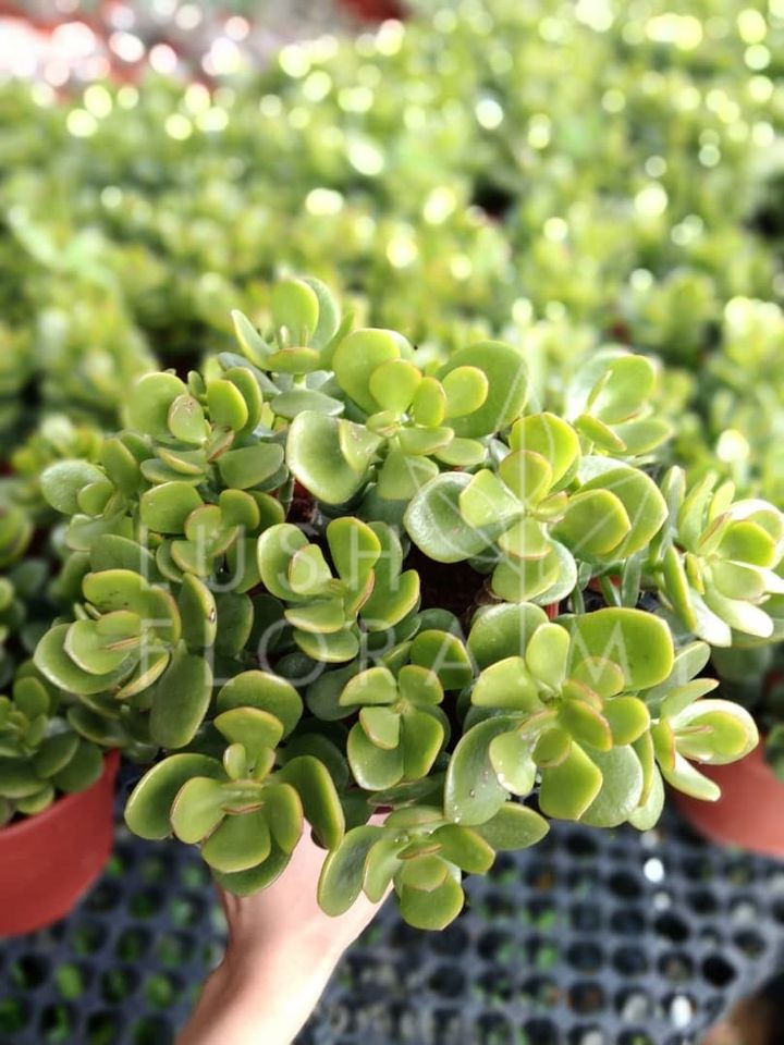 CRASSULA.jpeg