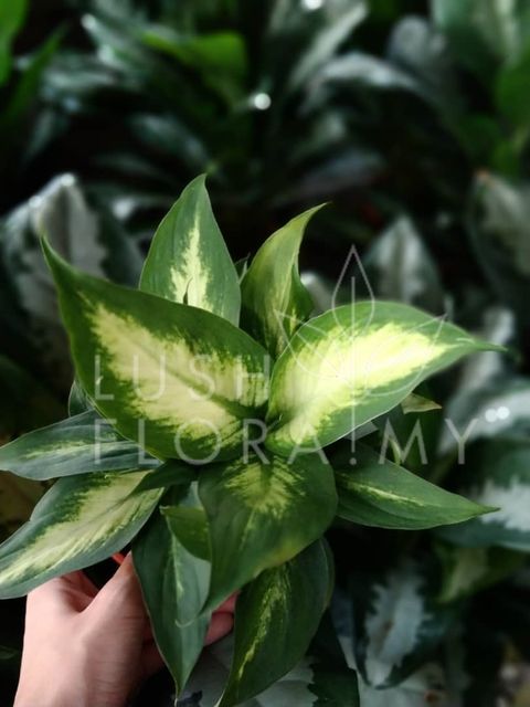 DIEFFENBACHIA FIJI.jpeg