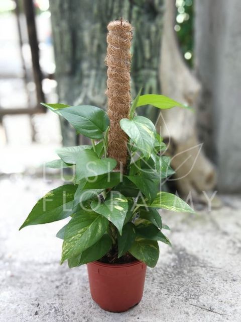 EPIPREMNUM AUREUM  MONEY PLANT STAND 2 FEET.jpeg