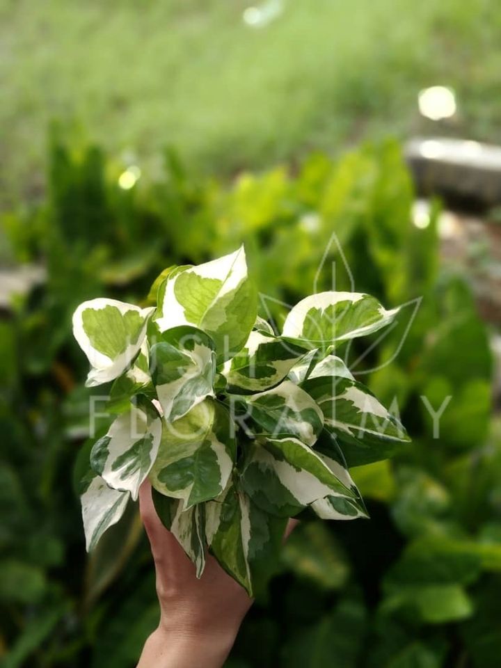 EPIPREMNUM AUREUM VAR (POTHO N JOY).jpeg