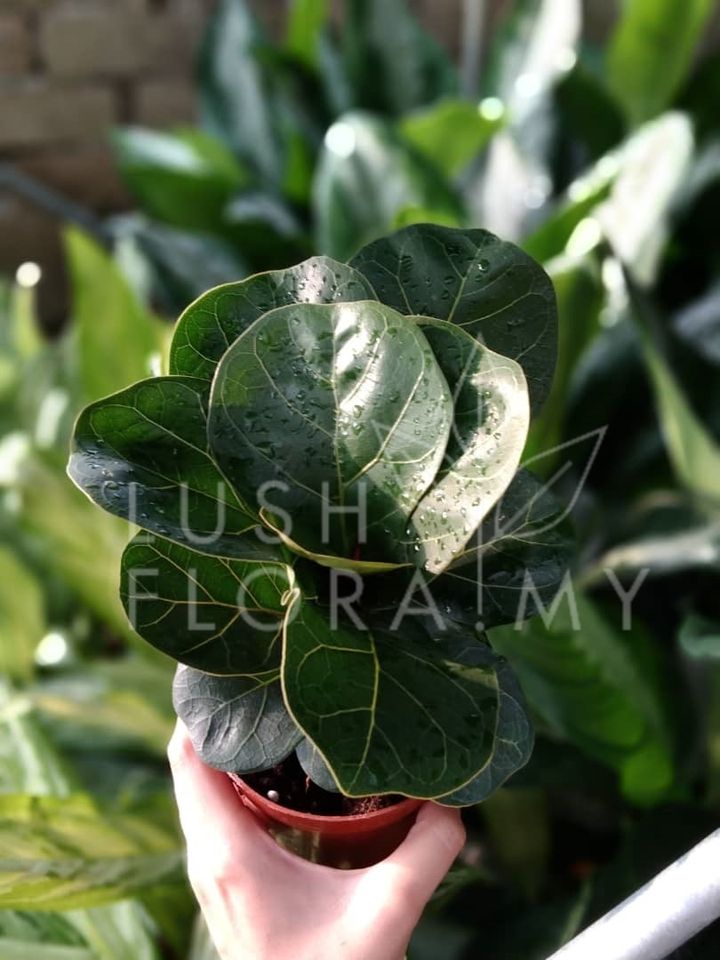 FICUS LYRATA SHORT.jpeg