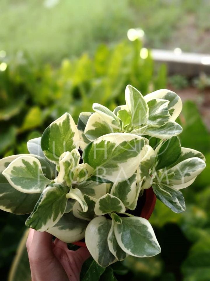 PEPEROMIA VARIEGATED.jpeg