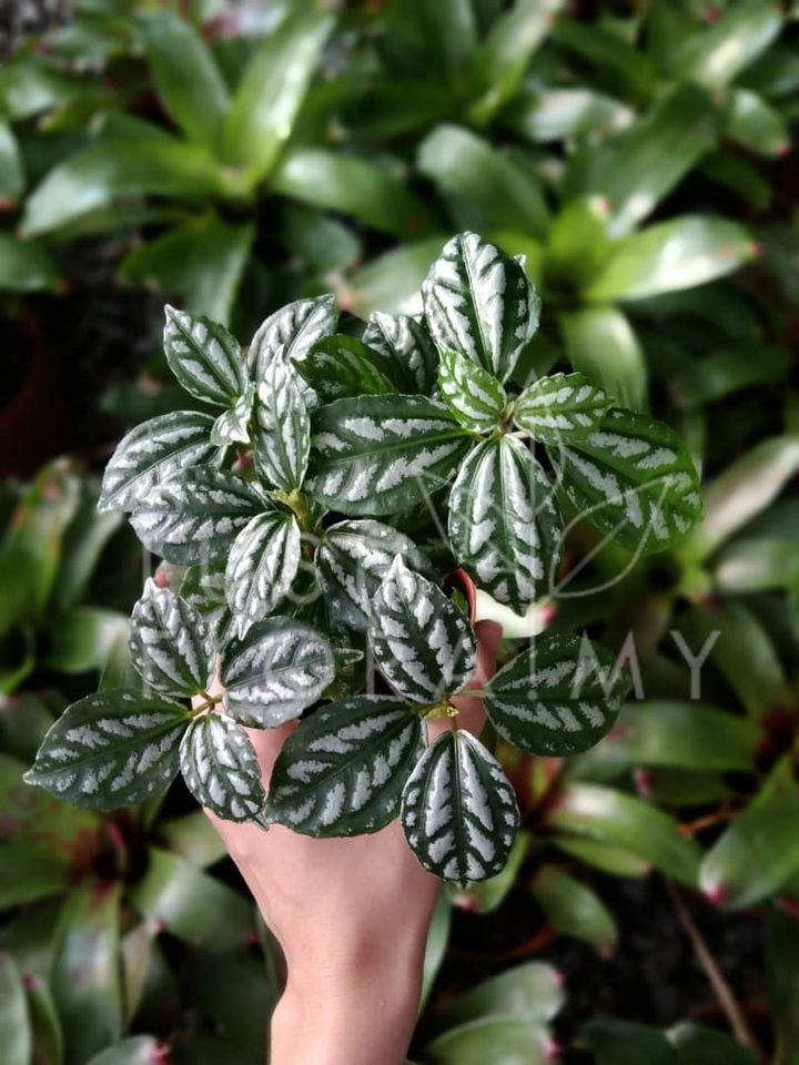 PILEA CADIEREI (ALUMINIUM PLANT).jpeg