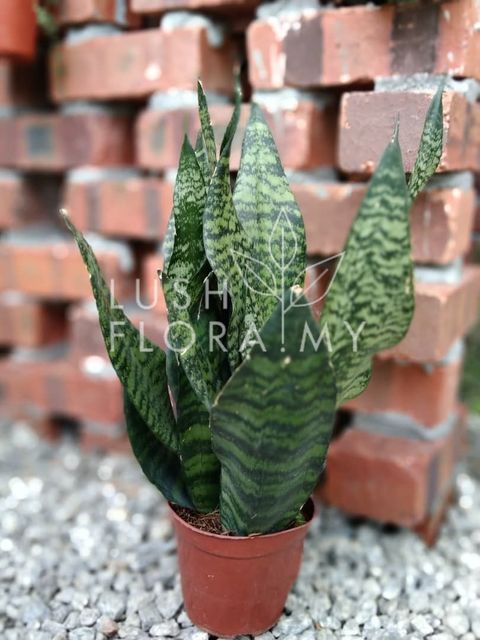 SANSEVIERIA SUPERBA GREEN.jpeg