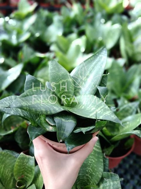 SANSEVIERIA GREEN HANII.jpeg