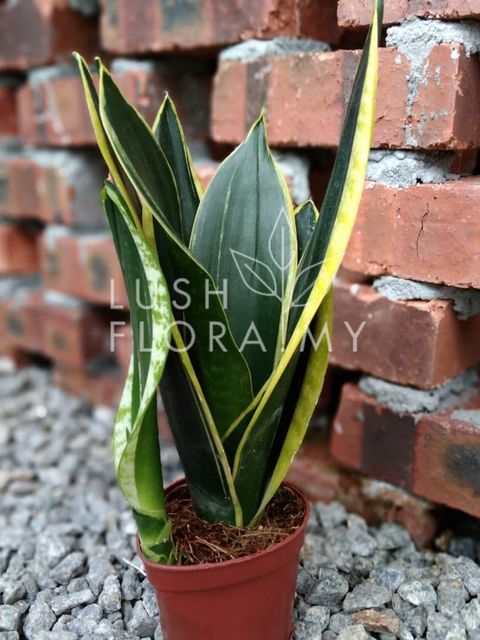 SANSEVIERIA BLACK GOLD SHORT.jpeg