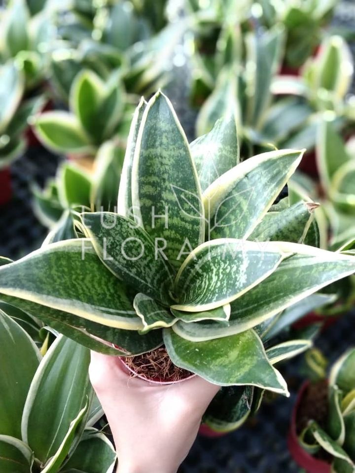 SANSEVIERIA LAURENTII DWARF.jpeg
