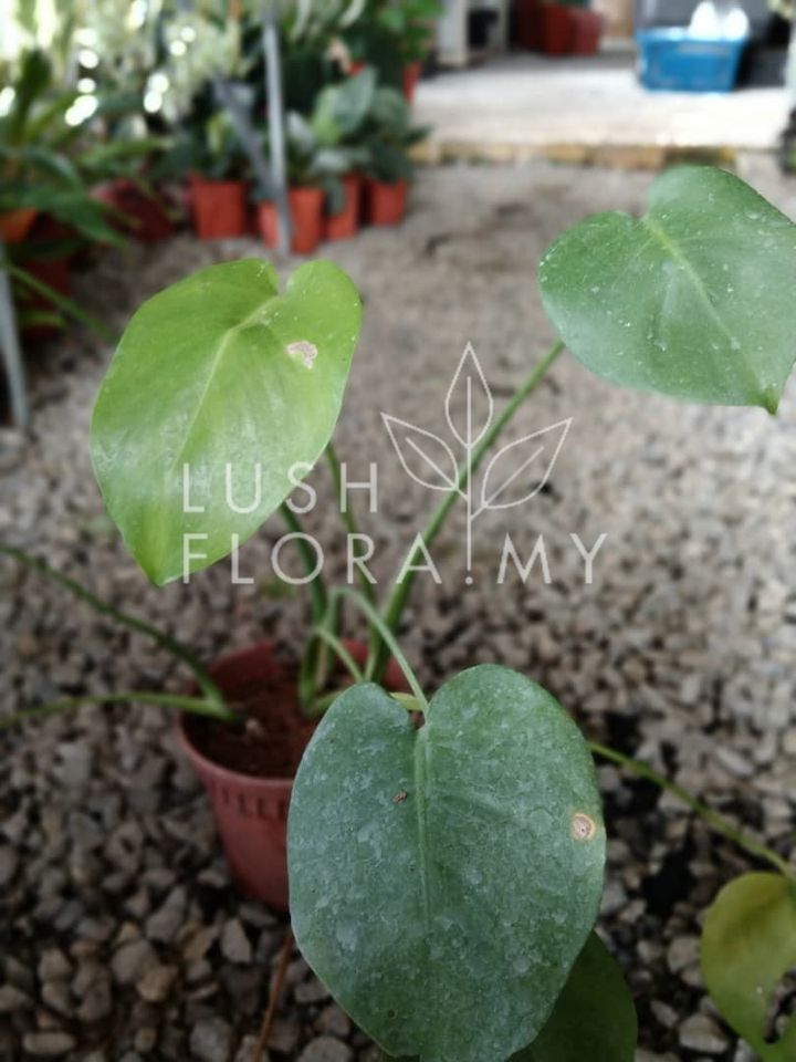 MONSTERA DELICIOSA (SMALL).jpeg