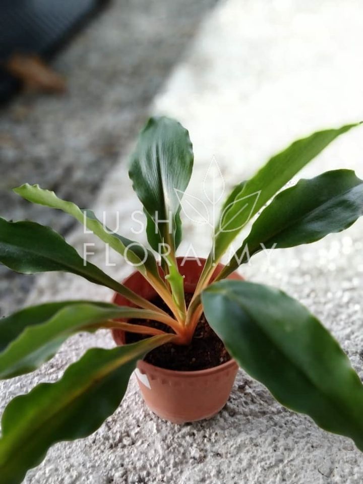 MANDARIN PLANT MEDIUM.jpeg