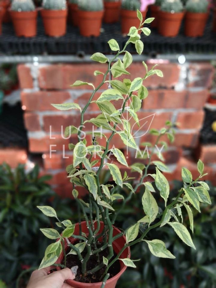 GREEN PEDILANTHUS TITHYMALOIDES (ZIG ZAG).jpeg